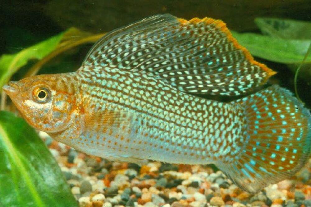 Riba, Foto: Acuariored.com