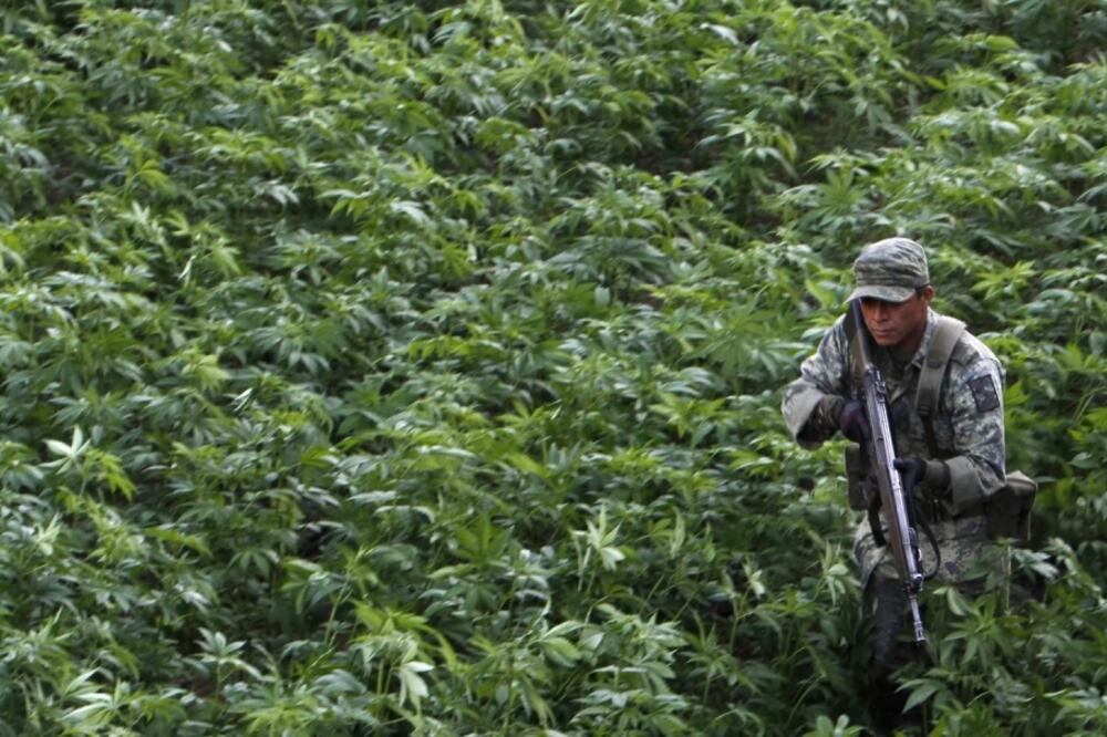 Marihuana otišla u dim, Foto: FoNet/AP