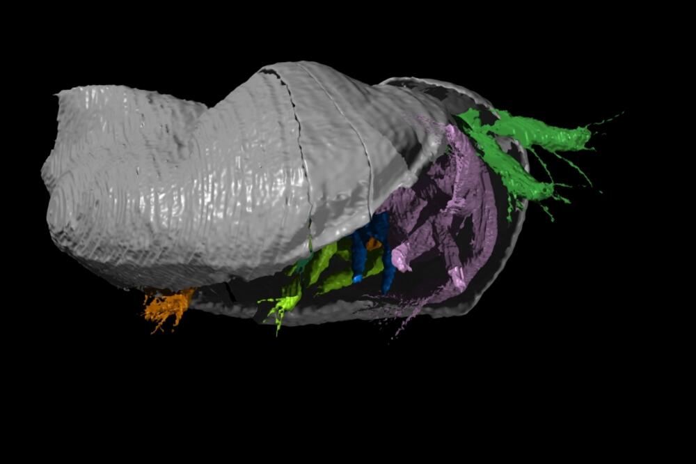 fosil, Foto: Phys.org