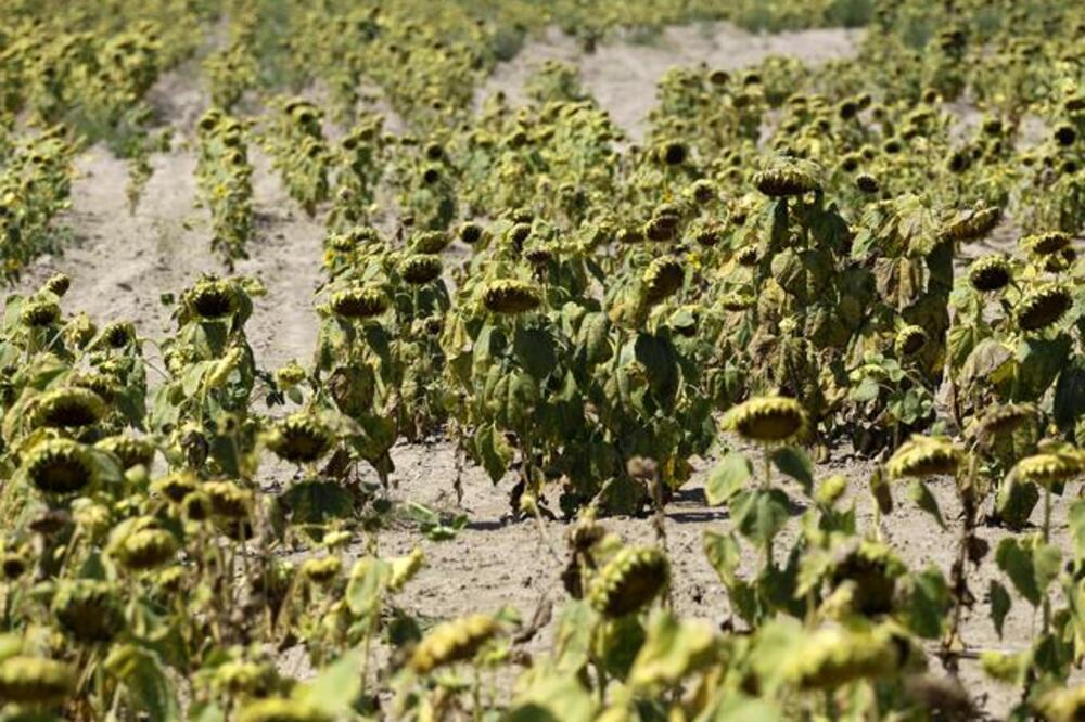 Suša Balkan, Foto: Beta