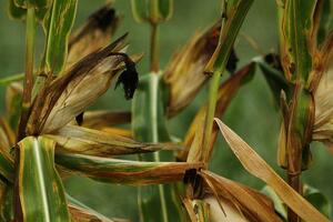 Ovogodišnji rod kukuruza u Srbiji sadrži otrovne materije
