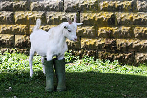 Njemačka želi da zabrani seks sa životinjama