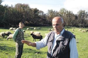 Stado preselio sa sjevera na jug: Gorak je hljeb star sedam dana