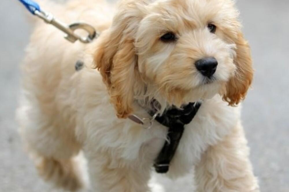 pas, Foto: Pinterest