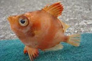 Brazilcu riba "otplivala" u dušnik i ugušila ga