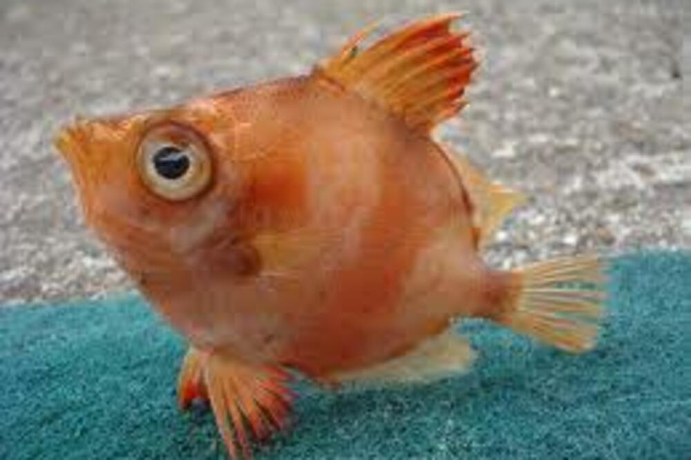 riba, Foto: Rada Brajović