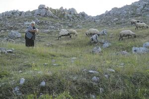Vukovi na sjeveru zaklali 20 ovaca
