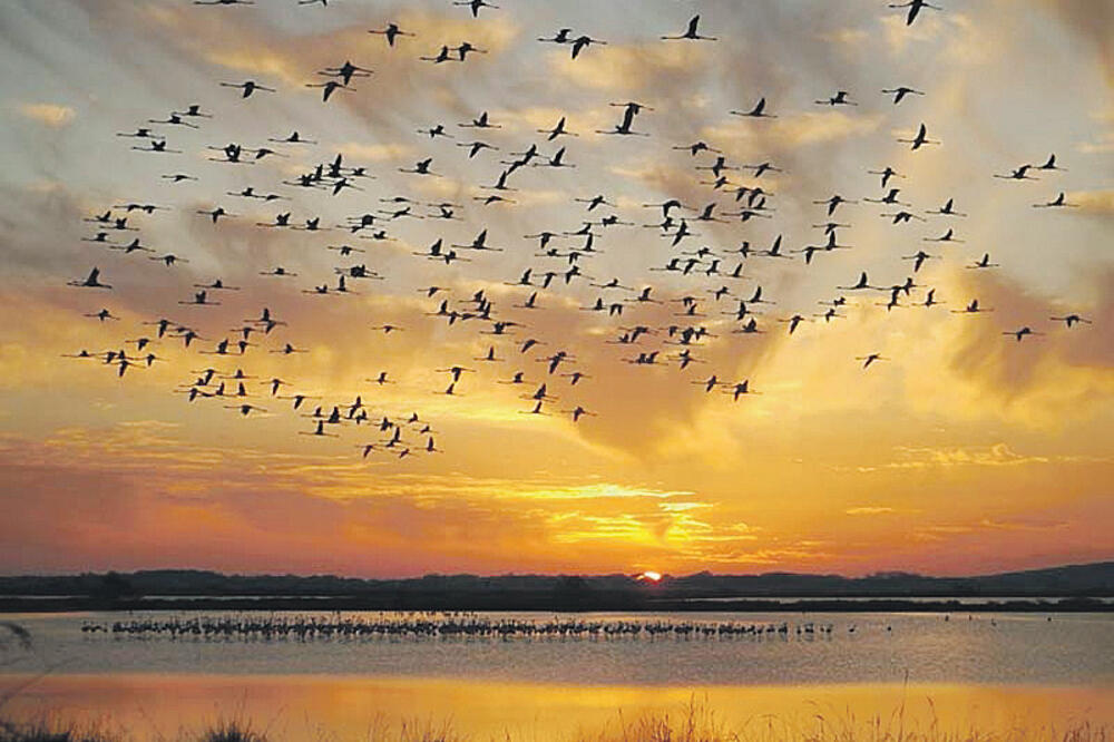 ptice, Foto: ARNE&MILENA