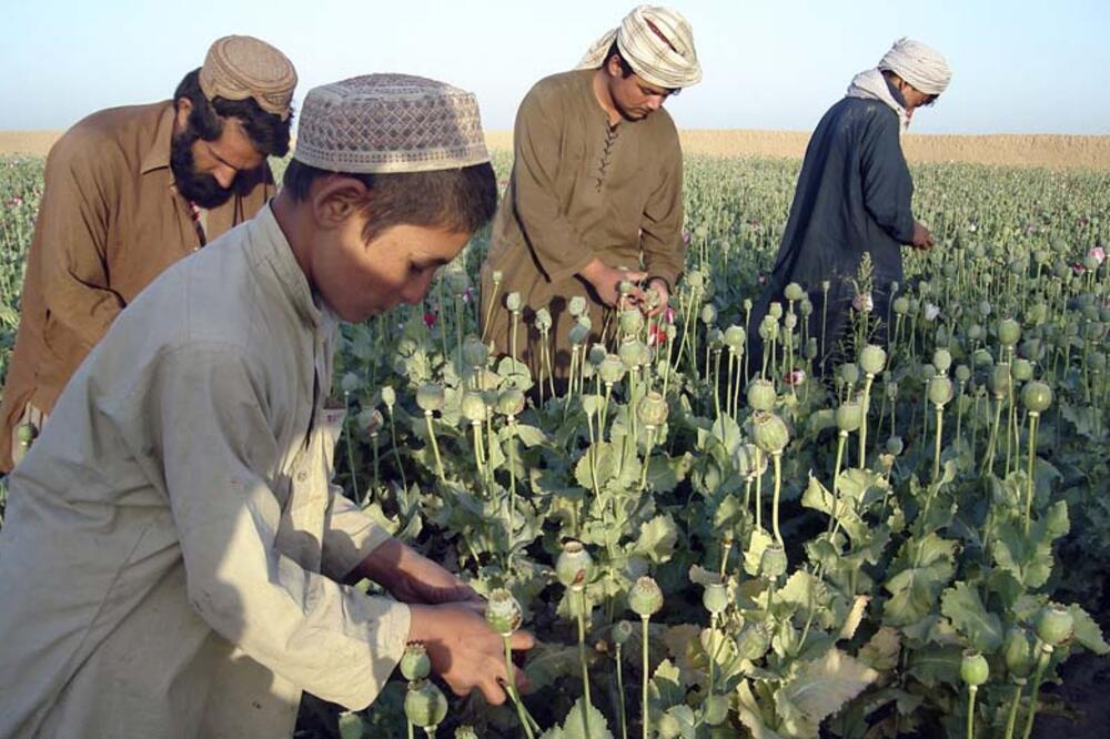Avganistan, opijum, Foto: Rojter