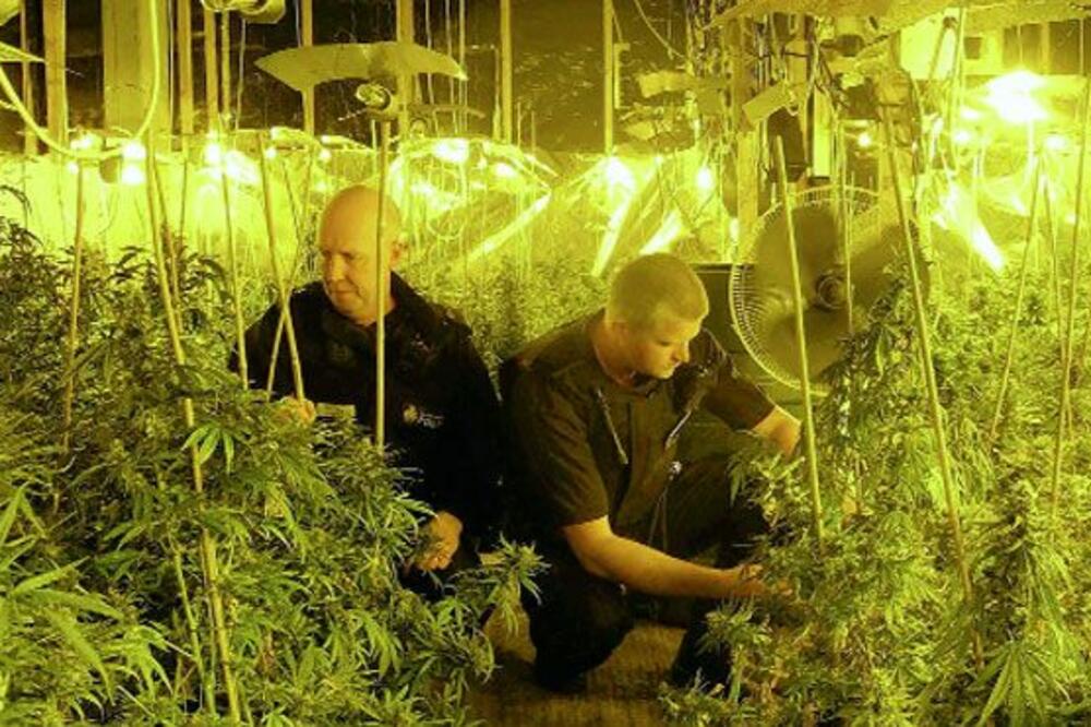 Kanabis, Foto: Menmedia.co.uk