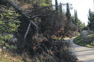 "Uklonite srušena stabla i grane sa Ljubovića"