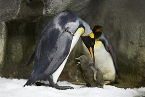 Gej pingvini iz Danske usvojili mladunče