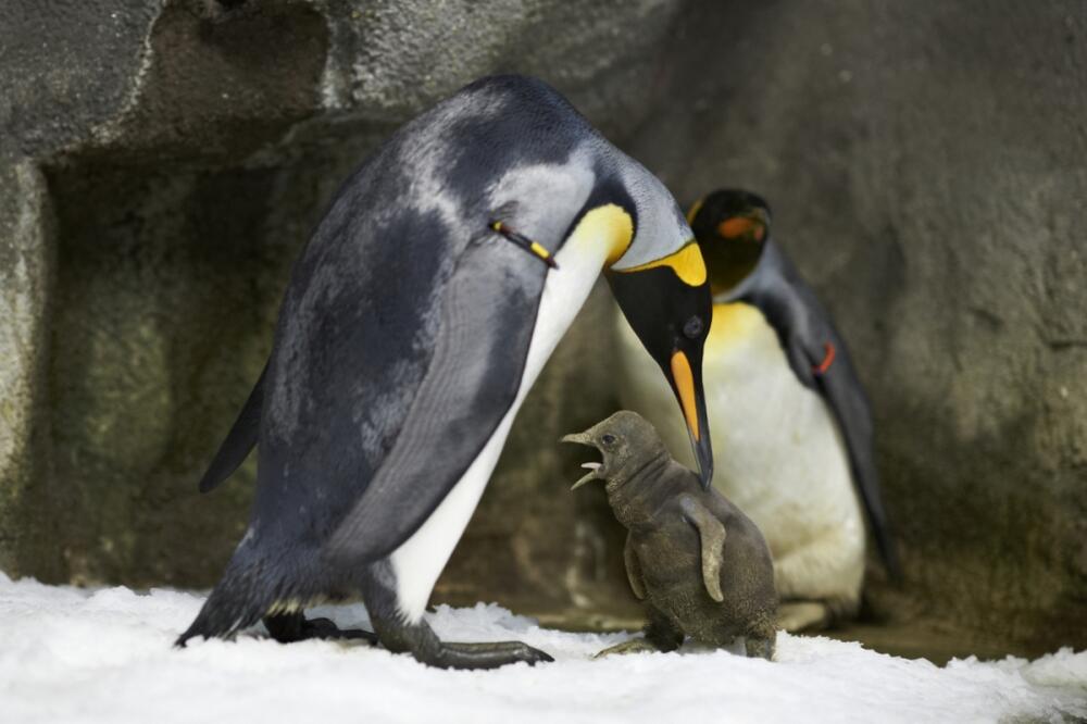 gej pingvini, Foto: Odense Zoo
