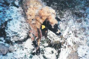 Berane: Vukovi poklali 45 ovaca