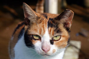 Upoznajte Oskara, najopasnijeg mačka u Britaniji