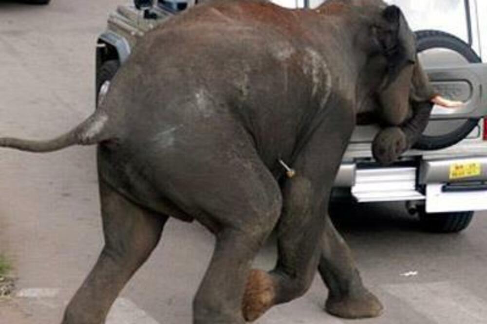 pijani slonovi, Foto: Facebook