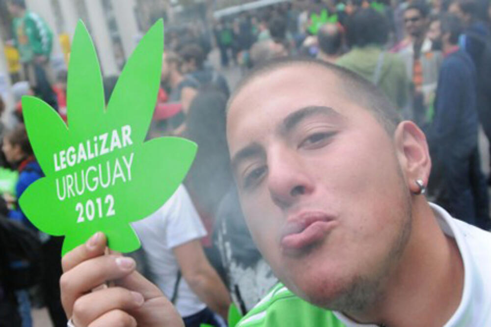 Urugvaj, marihuana, Foto: M24digital.com