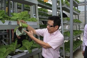 U Singapuru otvorena prva vertikalna farma