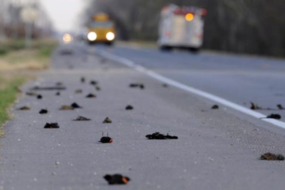 Crne ptice, Foto: Exministries.wordpress.com