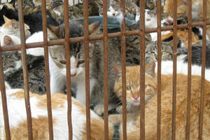 Više od 500 mačaka spašeno od kineskih kuvara