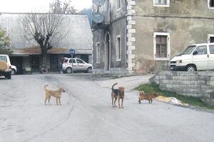 Čopori pasa lutalica u Kolašin stižu iz drugih gradova