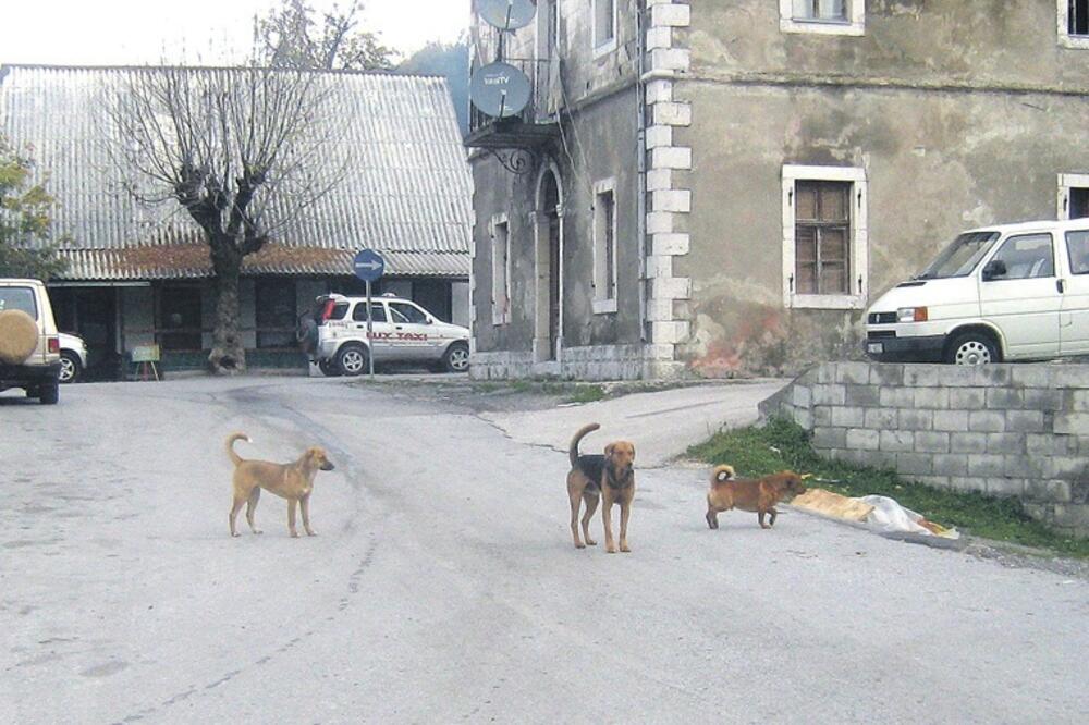 Kolašin, psi lutalice, Foto: Dragana Šćepanović