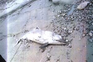 Na plaži kod Tivta pronađeno tijelo uginulog delfina