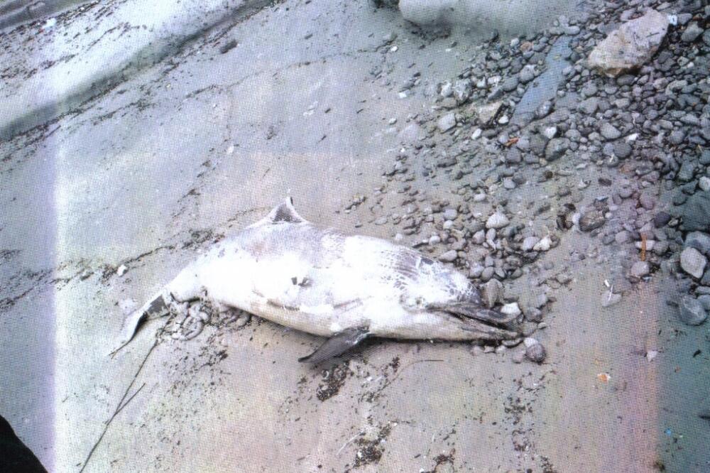 Uginuli delfin, Tivat, Foto: Siniša Luković