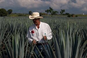 Tekila kao novo gorivo