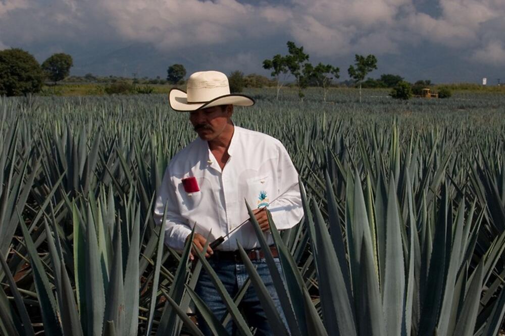 Agava plantaža, Foto: Wikipedia