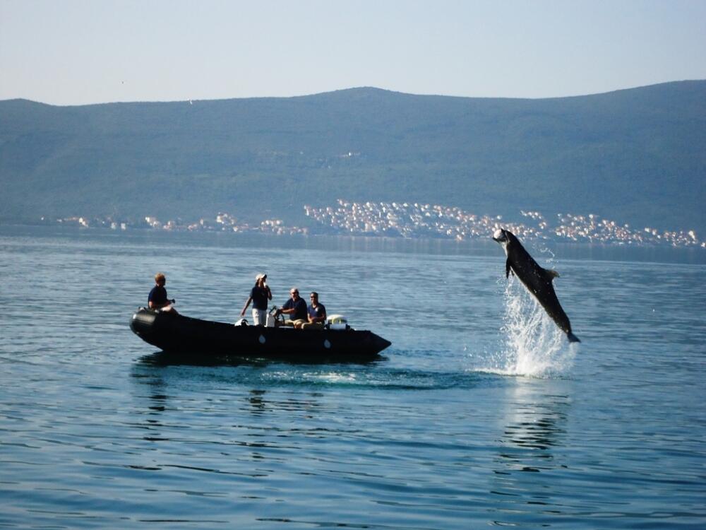 Delfini, Tivat