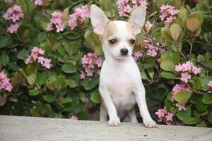 Kanada: Čivava proglašena za "opasnog psa"