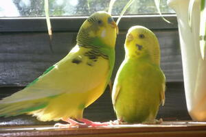 Papagaji tigrice idealni ljubimci za djecu