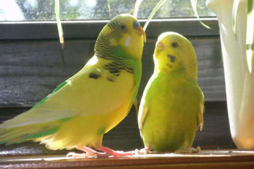 papagaj tigrica, Foto: Svijet-ljubimaca.com