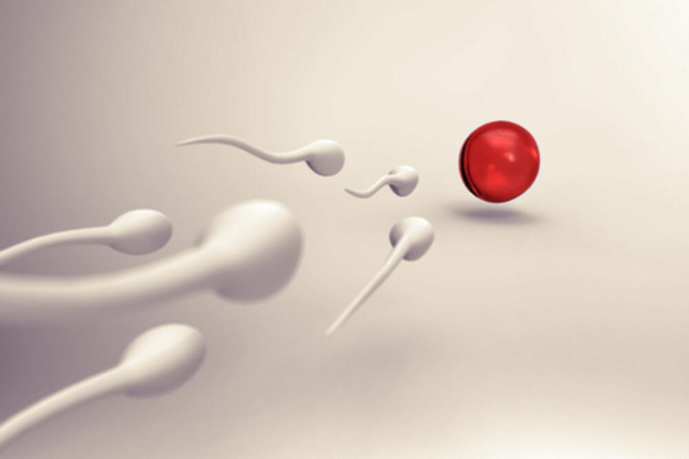 spermatozoid, jajna ćelija, oplodnja, Foto: Shutterstock.com