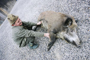 Vepar Jablan je umislio da je pas: Čuva dvorište i mazi se sa...