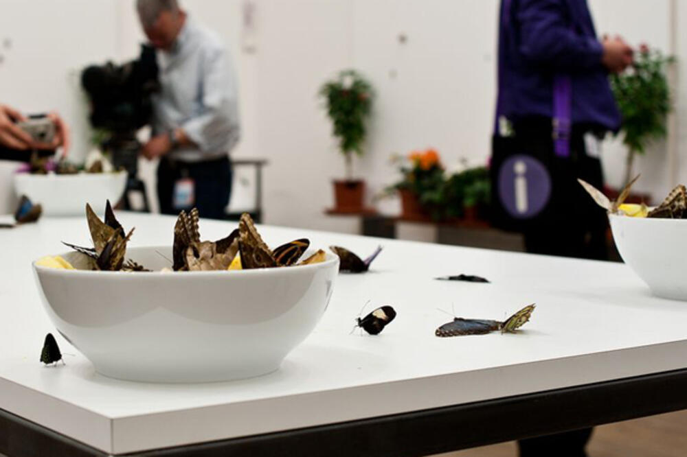 Demijen Hirst, Foto: Designyoutrust.com