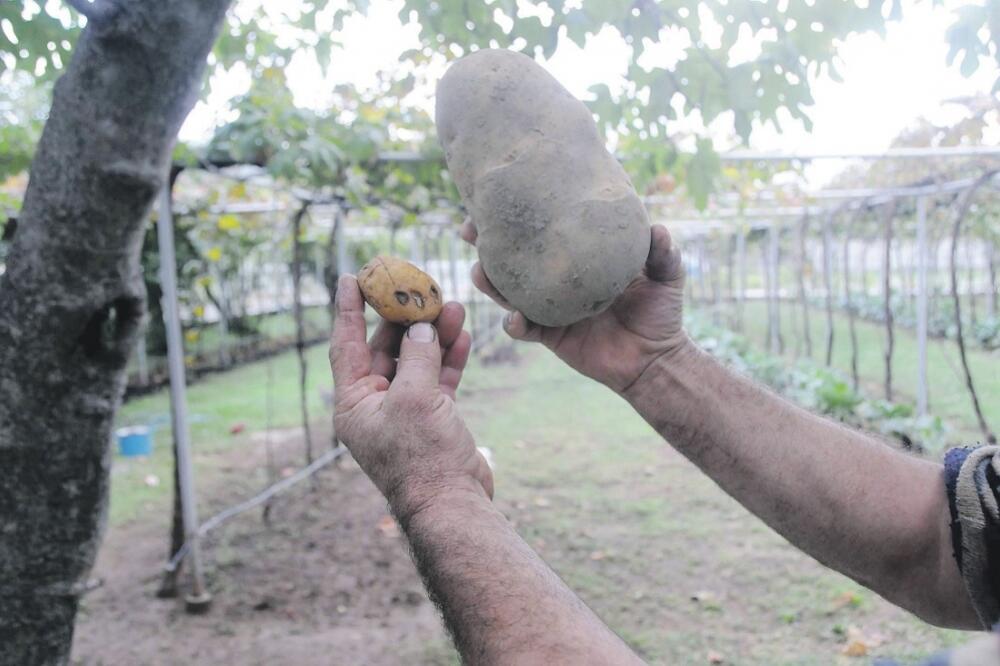 krtola, Rade Ivanović, Foto: Zoran Đurić