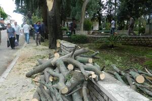 Odlomljena grana košćele povrijedila ženu i oštetila auto