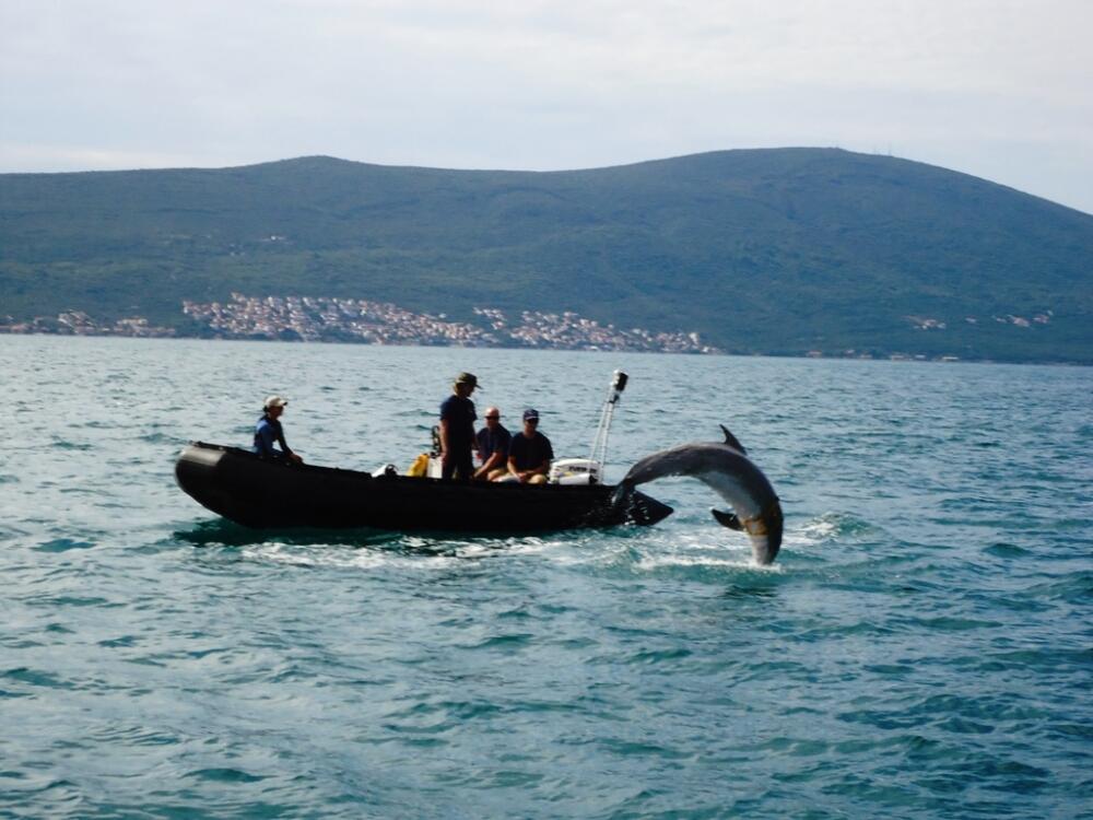 Delfini Tivat