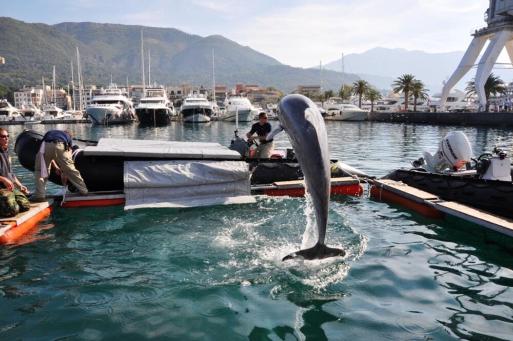 Delfini Tivat, Foto: Ambasada SAD