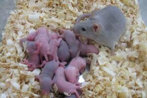 Miševi stvoreni u laboratoriji dobili potomstvo