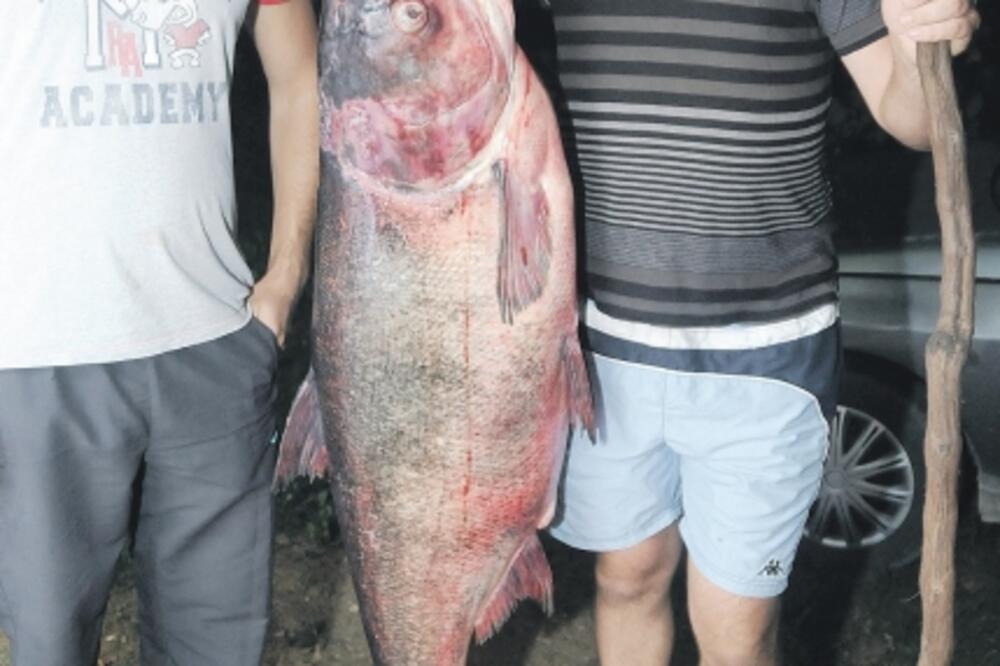 tolstolobik Mitar Vukotić, Foto: Zoran Đurić