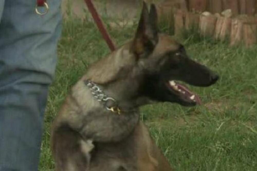 Nika, policijski pas, Foto: Dailytelegraph.com.au