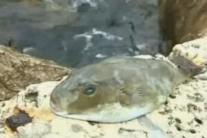 Kod Dubrovnika ulovljena najotrovnija riba na svijetu