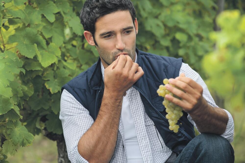 grožđe, Foto: Shutterstock