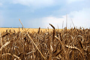 Moguće smanjenje izvoza ruskih žitarica