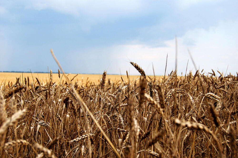 Žito, Foto: Wikipedia.org