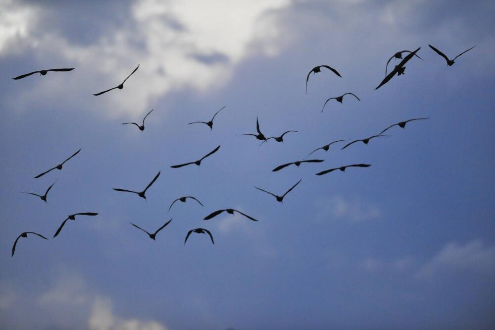 Ptice, Foto: Beta/AP