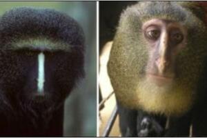 Otkrivena nova vrsta majmuna